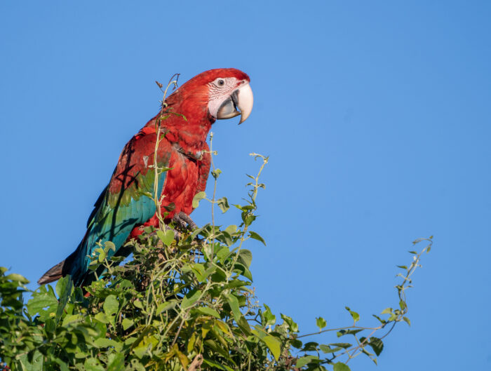 Pichones temporada 2023 2024 - Guacamayo rojo - Iberá Mayo 2024 - Sebastián Navajas - Fundación Rewilding Argentina