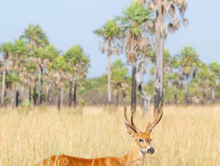 Ciervo de los Pantanos - Socorro - Sebastián Navajas - Fundación Rewilding Argentina