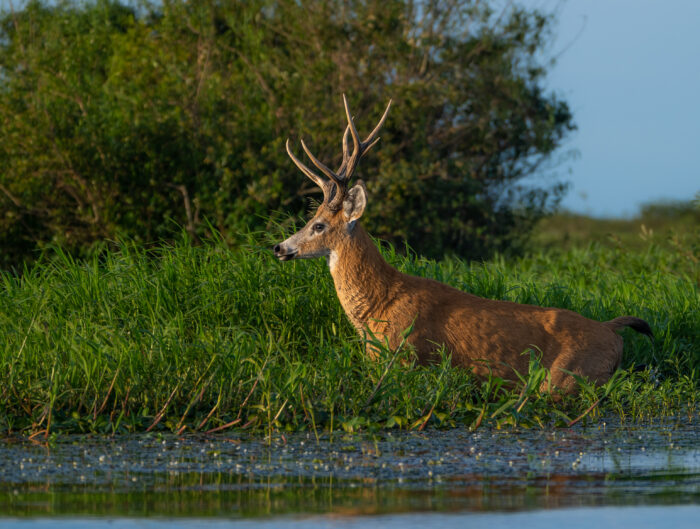 Fauna Arroyo Carambola - Iberá Octubre 2024 - Sebastián Navajas - Fundación Rewilding Argentina